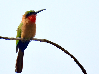 Mike-Currie-Cameroon-3