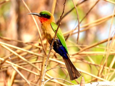 Mike-Currie-Cameroon-5