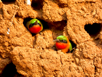 Mike-Currie-Cameroon-6