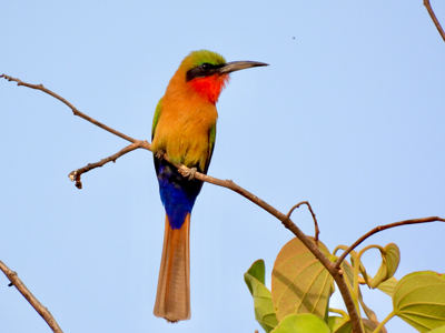 Mike-Currie-Cameroon-7