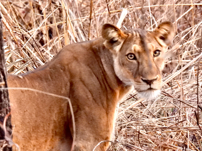 Mike-Currie-Cameroon-8