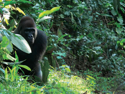 Mike-Currie-Congo-1