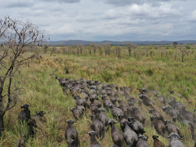 Mike-Currie-Tanzania-10