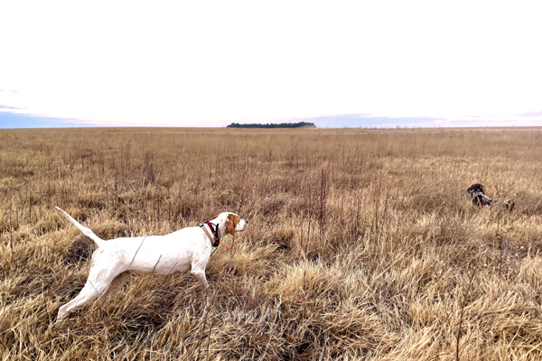 Wingshooting-dog-2