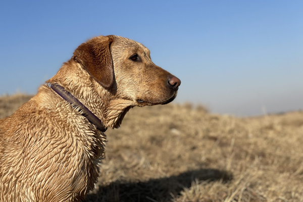 Wingshooting-dog-3