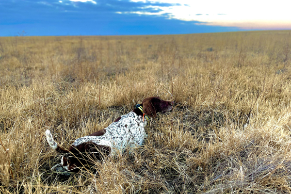Wingshooting-dog