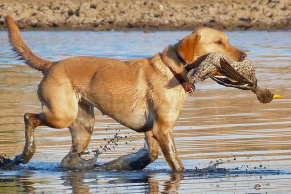 Wingshooting-duck-dog